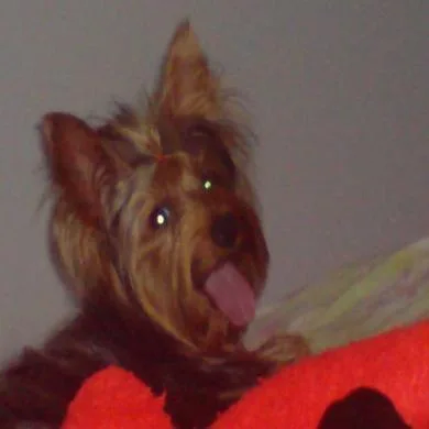 Leiloka