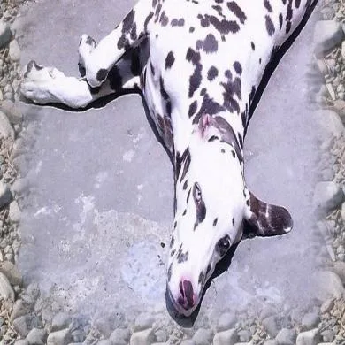 Yudi
