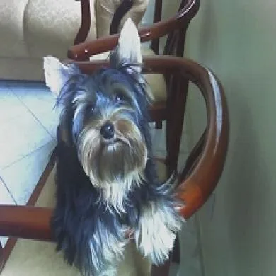 Fredy