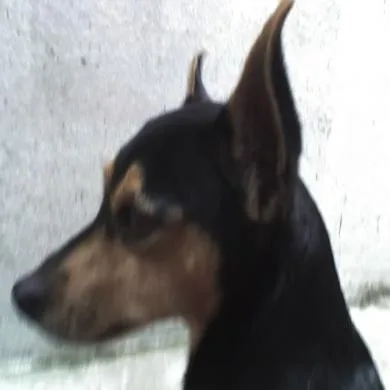 sadana