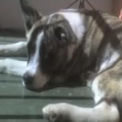 Apollo