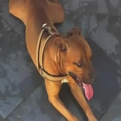 Huck