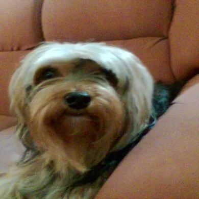 Lobo (baby)