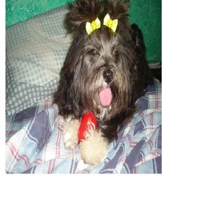 Preta (Pretinha)