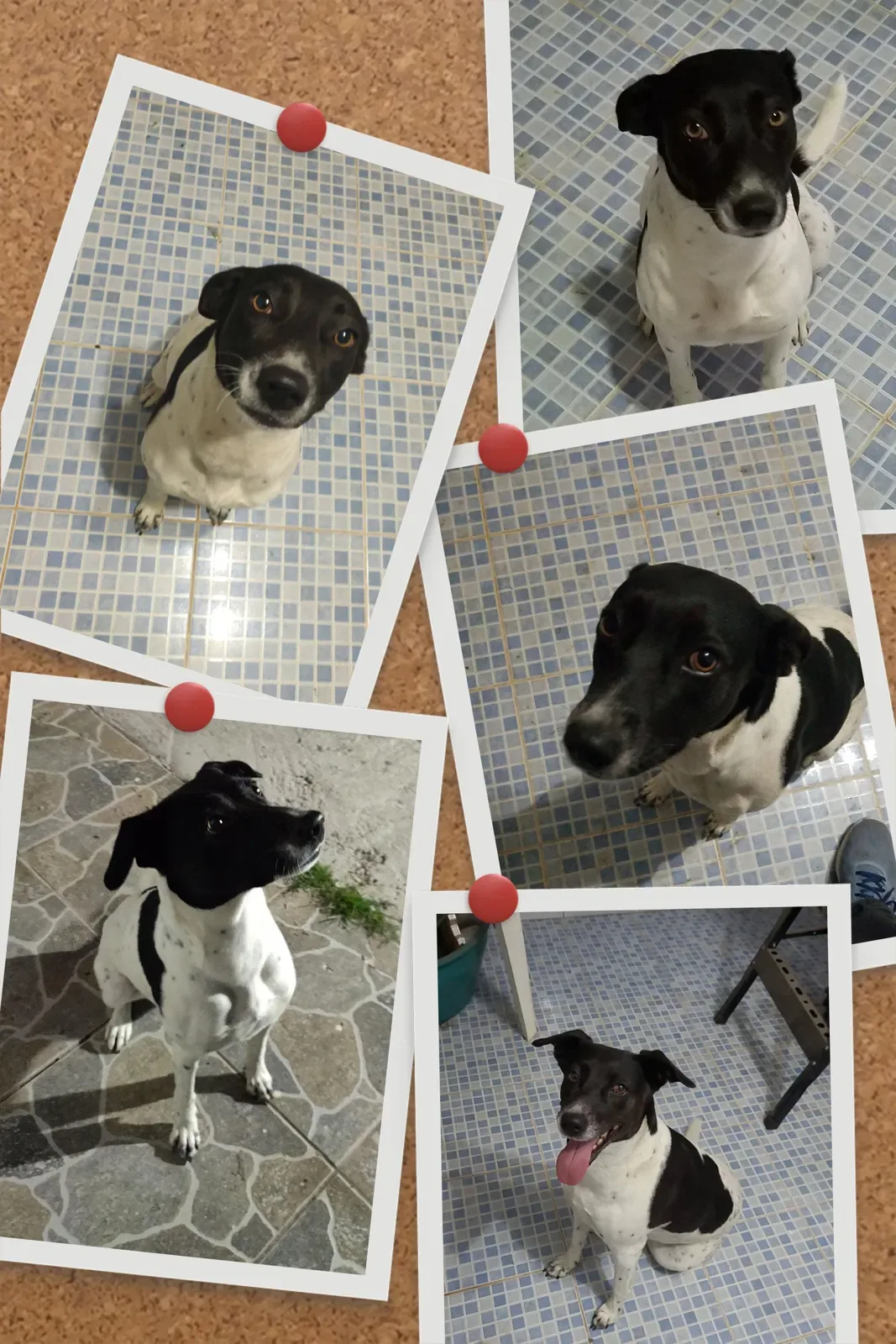 MILI