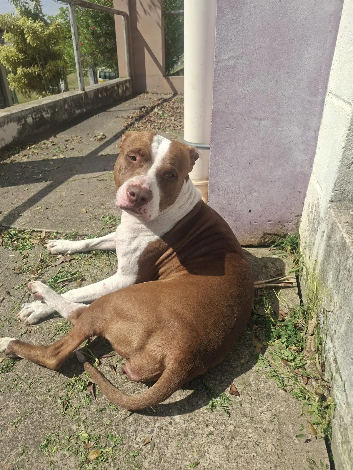 Desconhecido