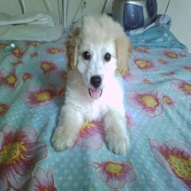Dolly