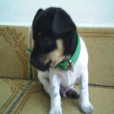pituxo 