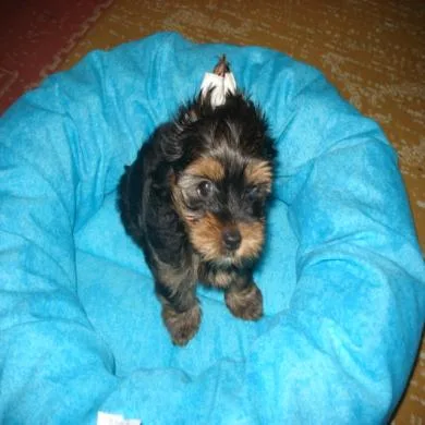 polly