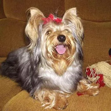 Pitucha