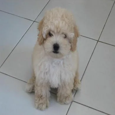 Laila