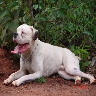 Habib Canis familiaris
