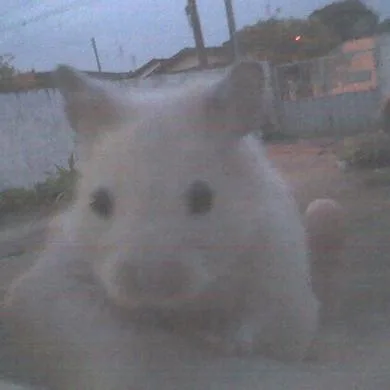 akamaru