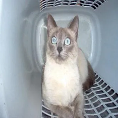 Kitty