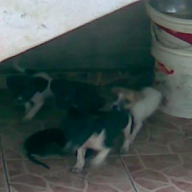 Filhotes da Tuca