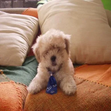 puppy feitosa