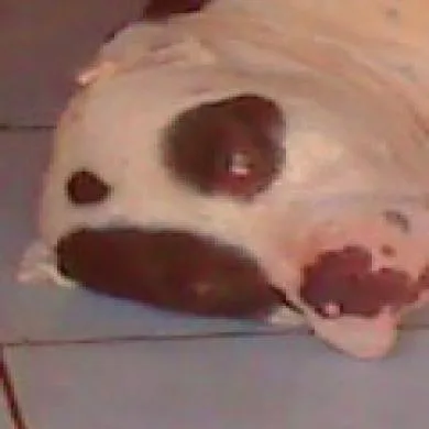 Buliwyf