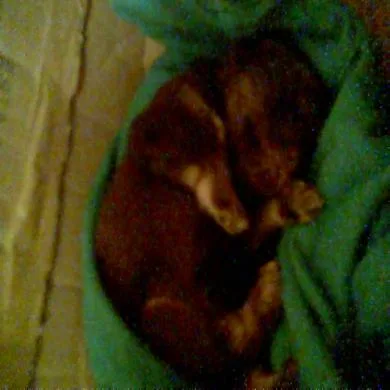 rex