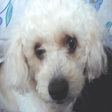 Penélope