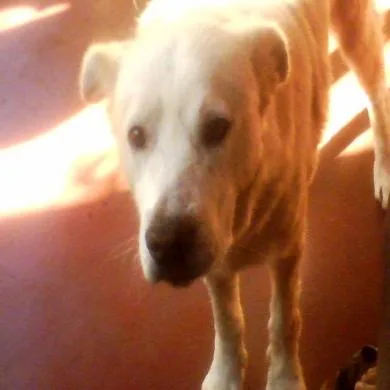 REX