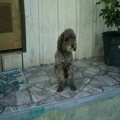 bobi