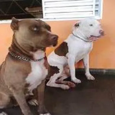 tairom e taira