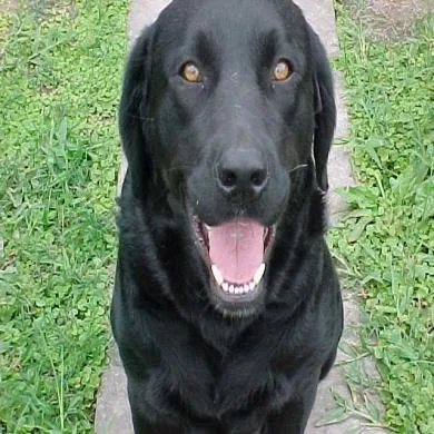 Doris