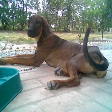 xena