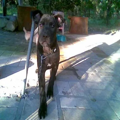 dalila
