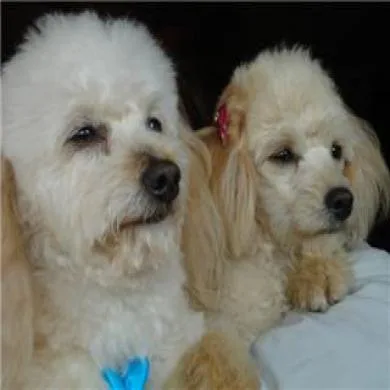 SANDY E JUNIOR