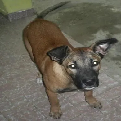 Rex