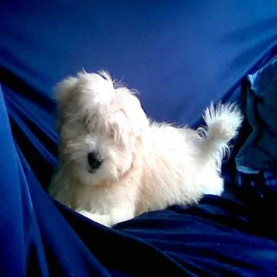 Belinha