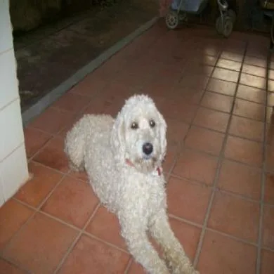 Frederico  - FEFE