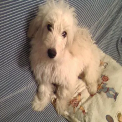 Taz Junior