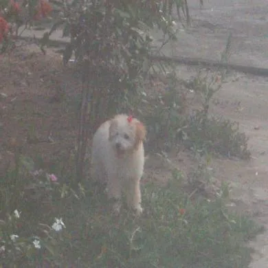 princesa