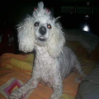 bonequita