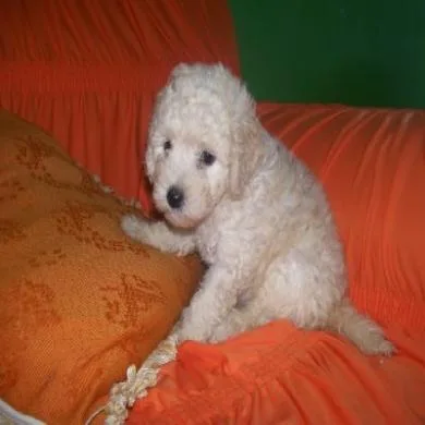 belinha