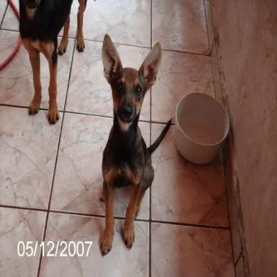 Niná