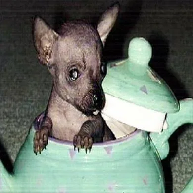 ratinho