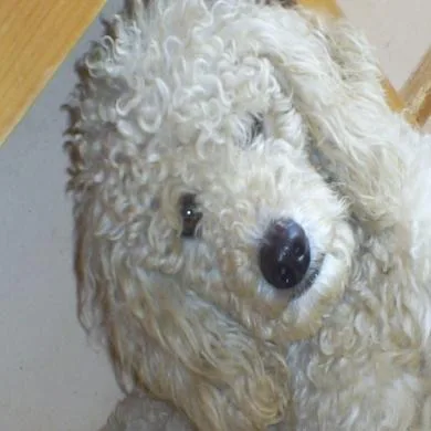 tobi