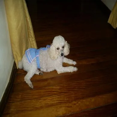 Princesa
