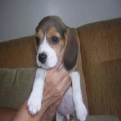 Lupy