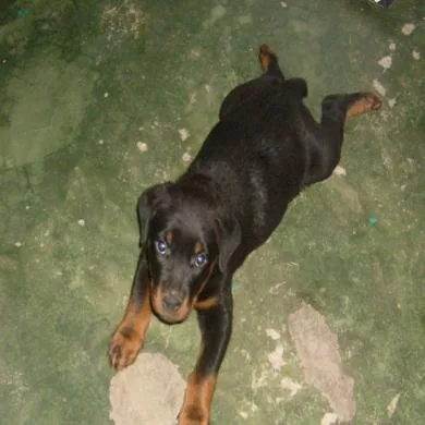 Maxx