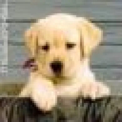Biju