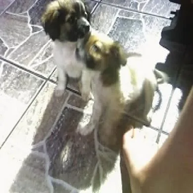 nina e tove