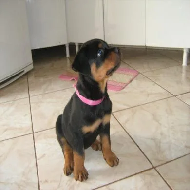 Dafne