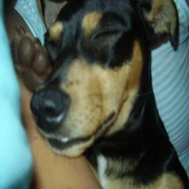 tóy
