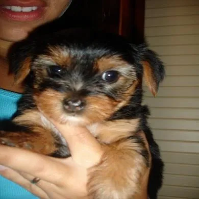 MEGGIE