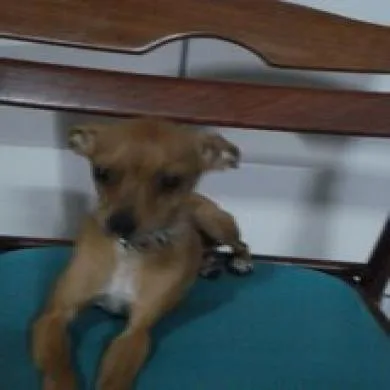 shofia paulino lages