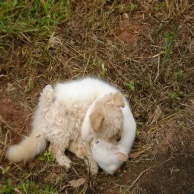 Babi e o Igor